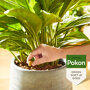 Pokon Kamerplanten Voeding Langwerkende Kegels sfeer